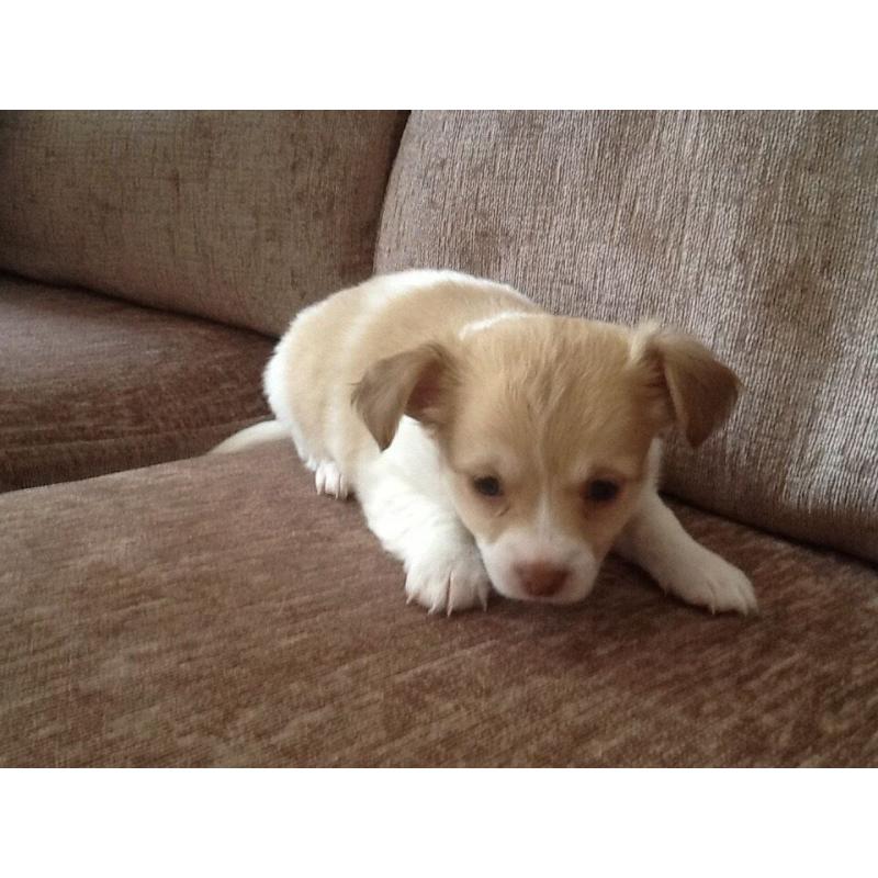 7/8th Chihuahua puppy