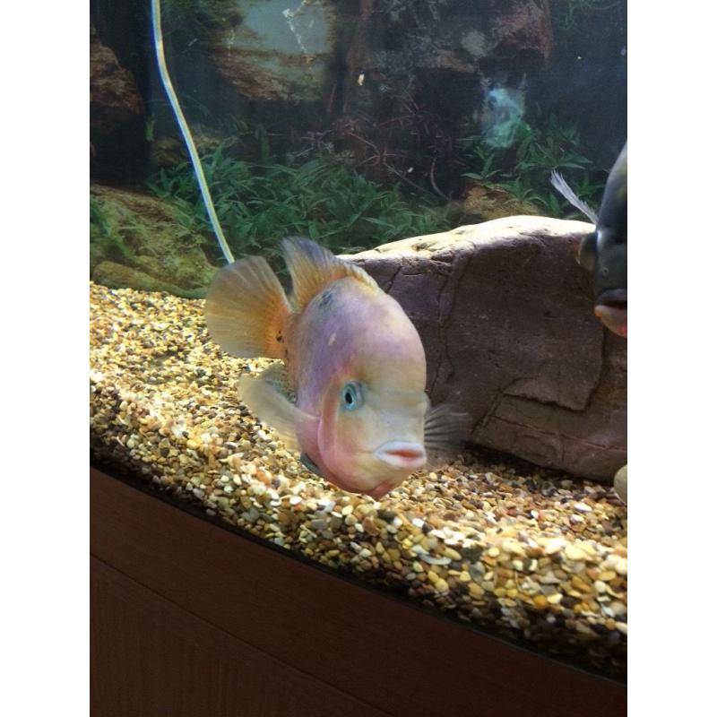A nice redhead cichlid and tiger Oscar