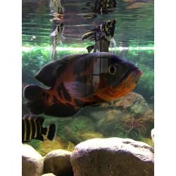 A nice redhead cichlid and tiger Oscar