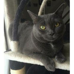 Gorgeous friendly cat