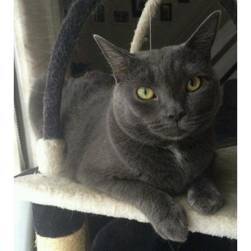 Gorgeous friendly cat