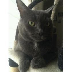 Gorgeous friendly cat