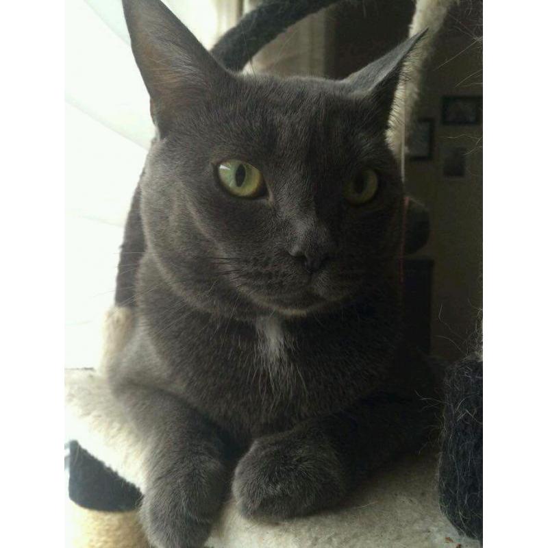 Gorgeous friendly cat