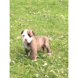 Old tyme Bulldogs puppies