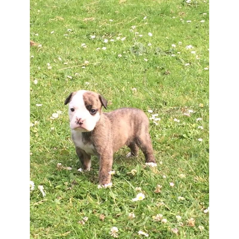Old tyme Bulldogs puppies