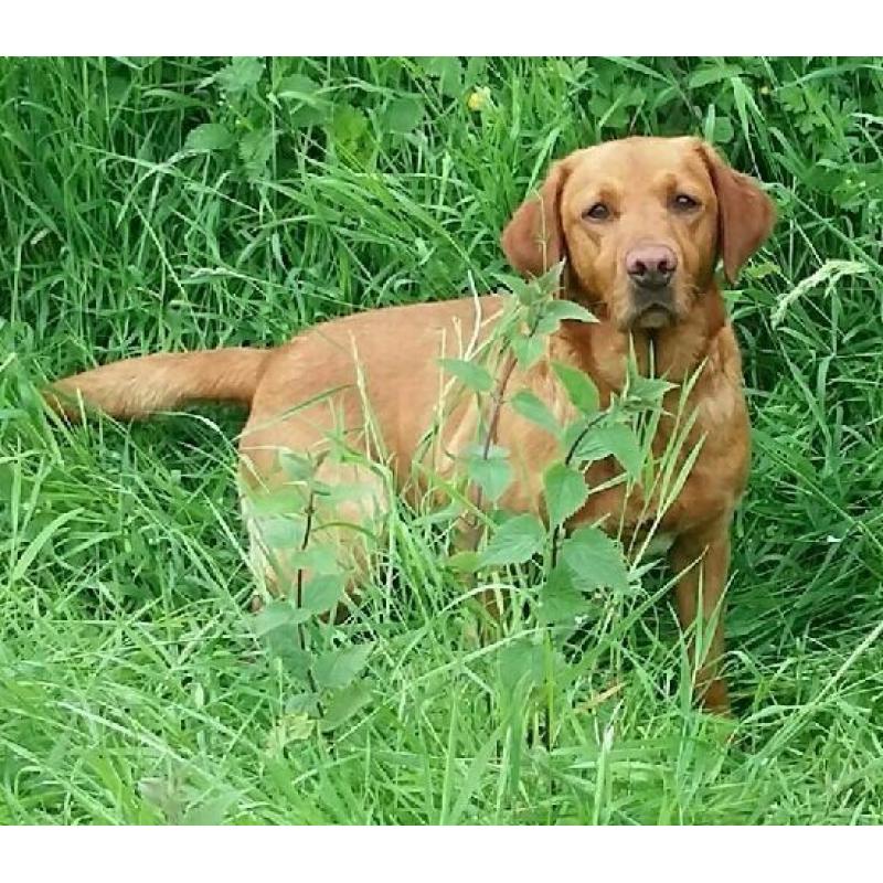 FOX RED KC REG. LABRADOR PUPPIES FOR SALE - OUTSTANDING