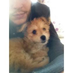 Bichonaranian 4 months old