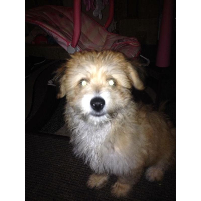 Bichonaranian 4 months old