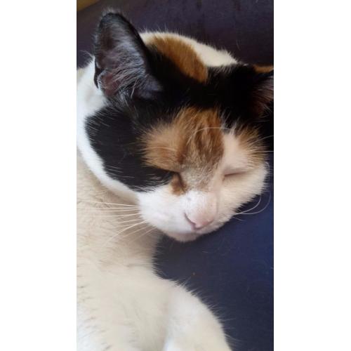 Cat needs a new loving home!