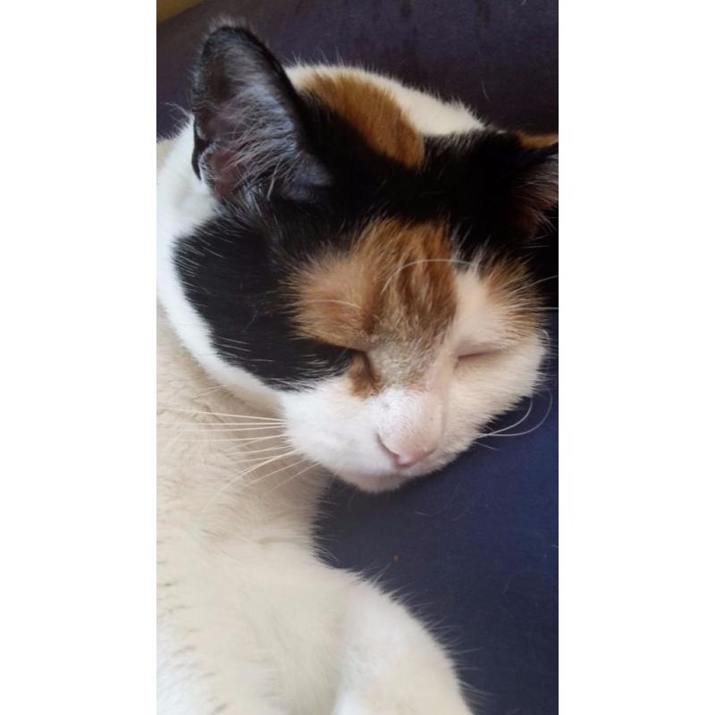 Cat needs a new loving home!