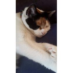 Cat needs a new loving home!