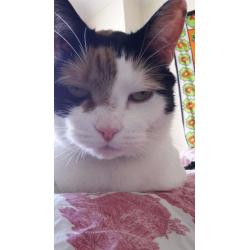 Cat needs a new loving home!