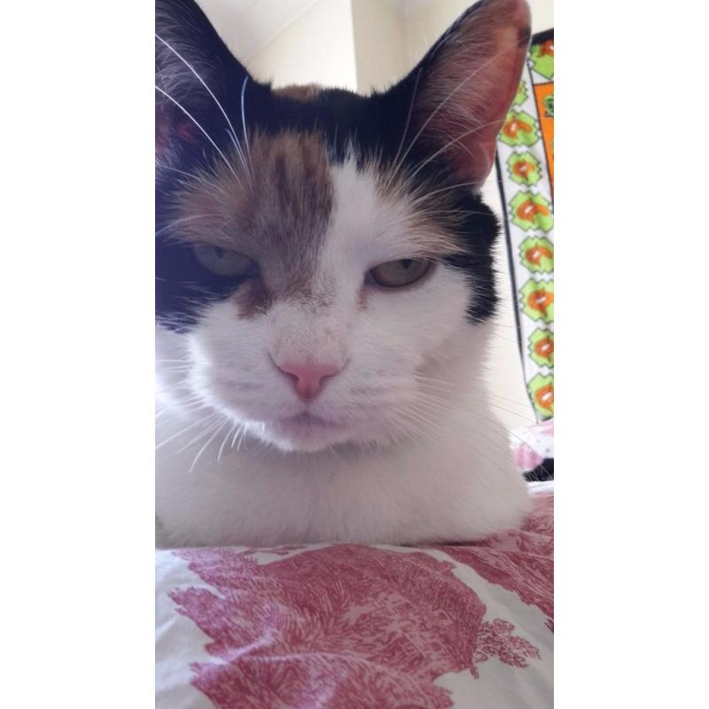 Cat needs a new loving home!