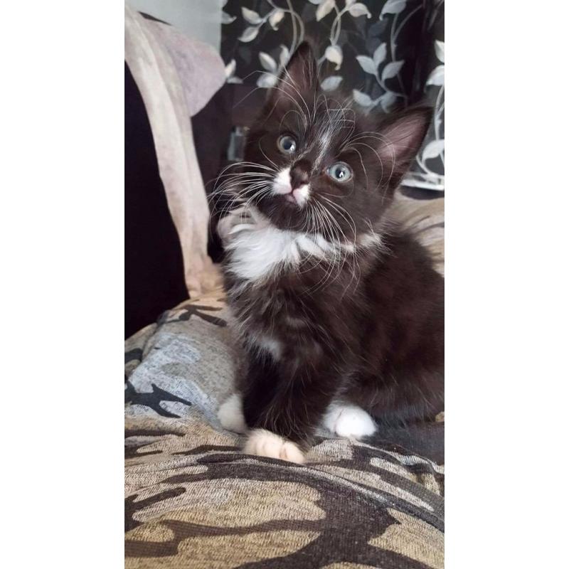 12 week old beautiful fluffy male kitten