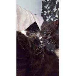 12 week old beautiful fluffy male kitten