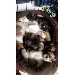 Shiranian Puppies female