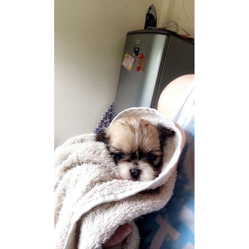 Shiranian Puppies female
