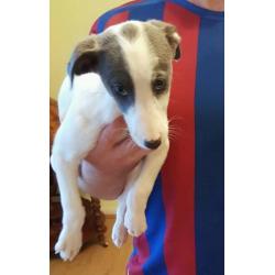 Pup's for sale