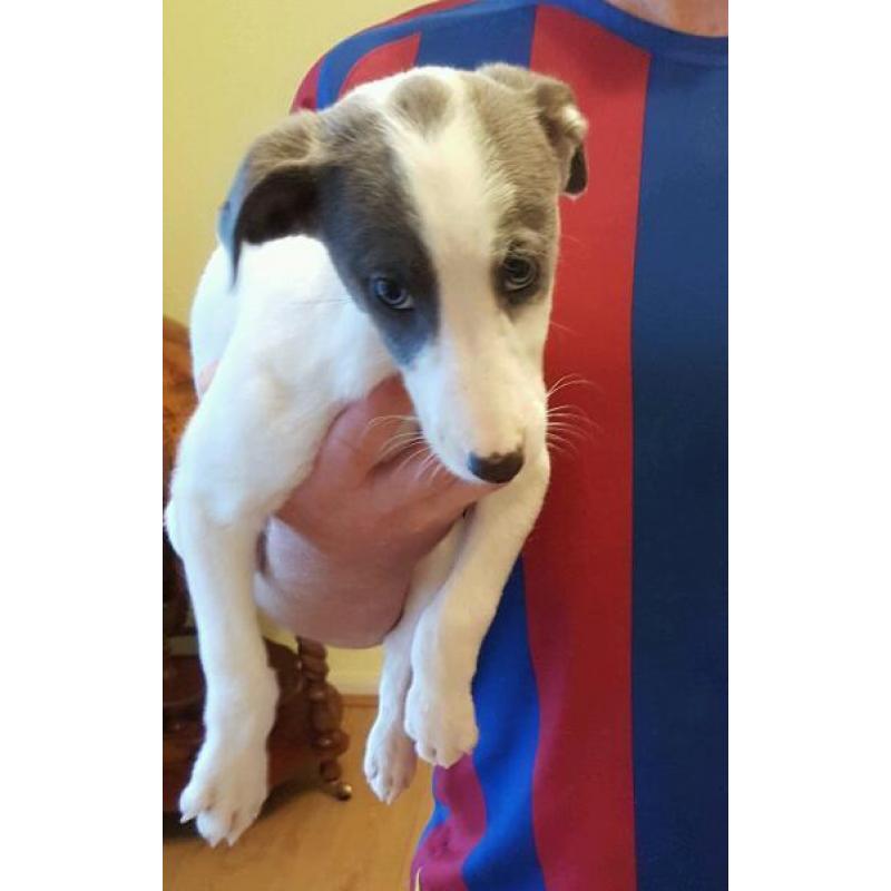 Pup's for sale