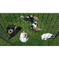 Pup's for sale
