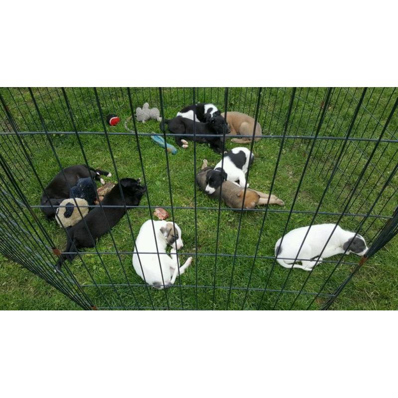 Pup's for sale