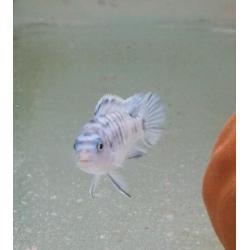 Mbuna juvies socolofi ob and normal