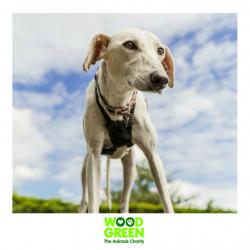 Rose - Lurcher - 7 Years Old - Looking for her Forever Home