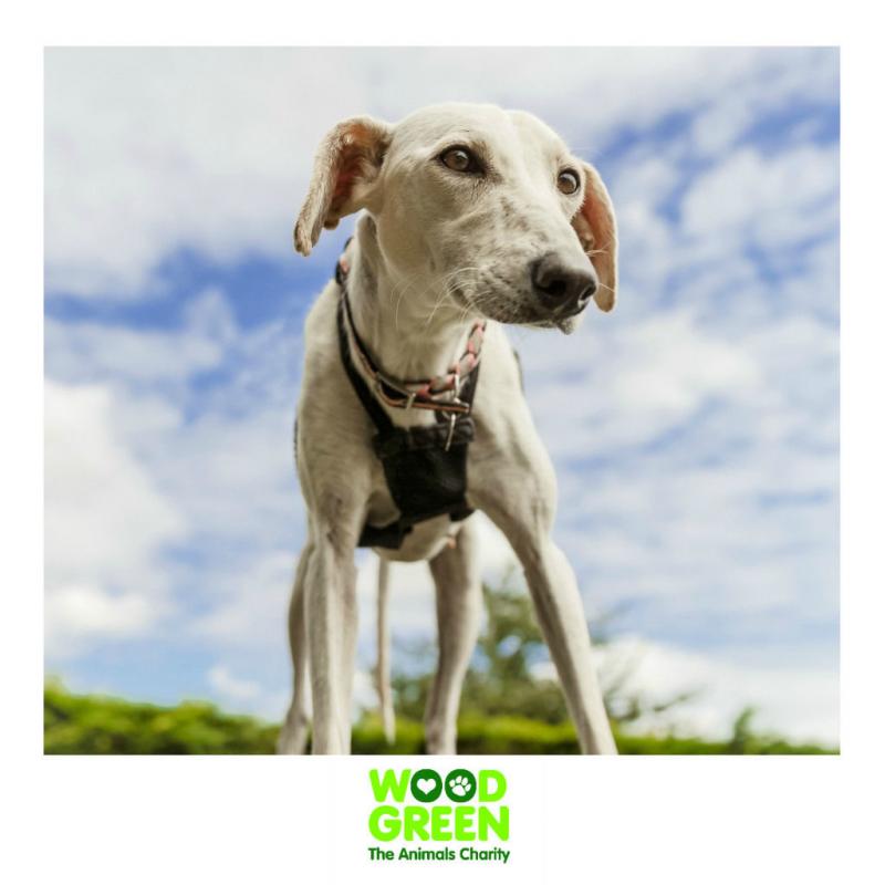 Rose - Lurcher - 7 Years Old - Looking for her Forever Home