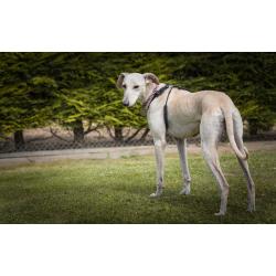 Rose - Lurcher - 7 Years Old - Looking for her Forever Home