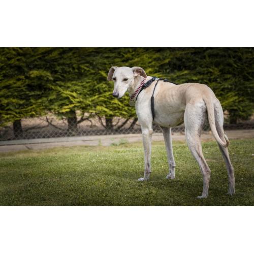 Rose - Lurcher - 7 Years Old - Looking for her Forever Home