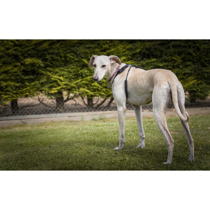 Rose - Lurcher - 7 Years Old - Looking for her Forever Home