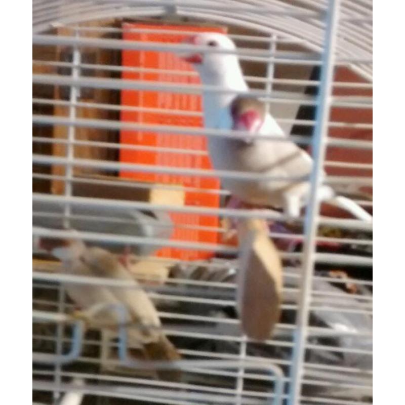 Java Sparrow for sale