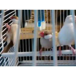 Java Sparrow for sale