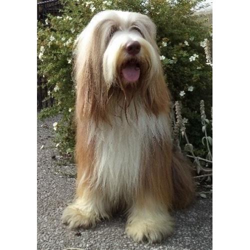 Bearded collie, sandy brown male, answers to bradley