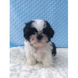 Tialusso imperial Shih tzu boy available