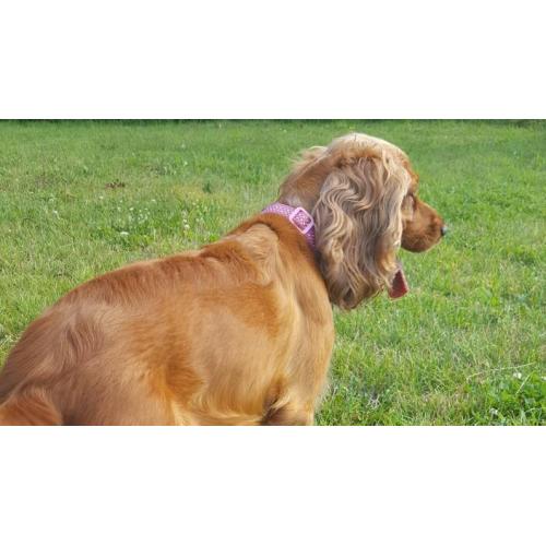 Dog needs lovely caring home