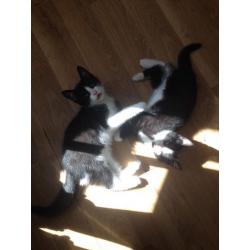 Black and White Male Kittens