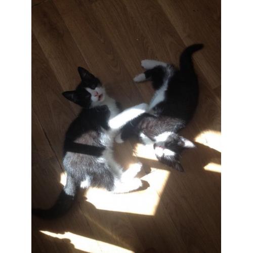 Black and White Male Kittens