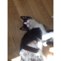Black and White Male Kittens