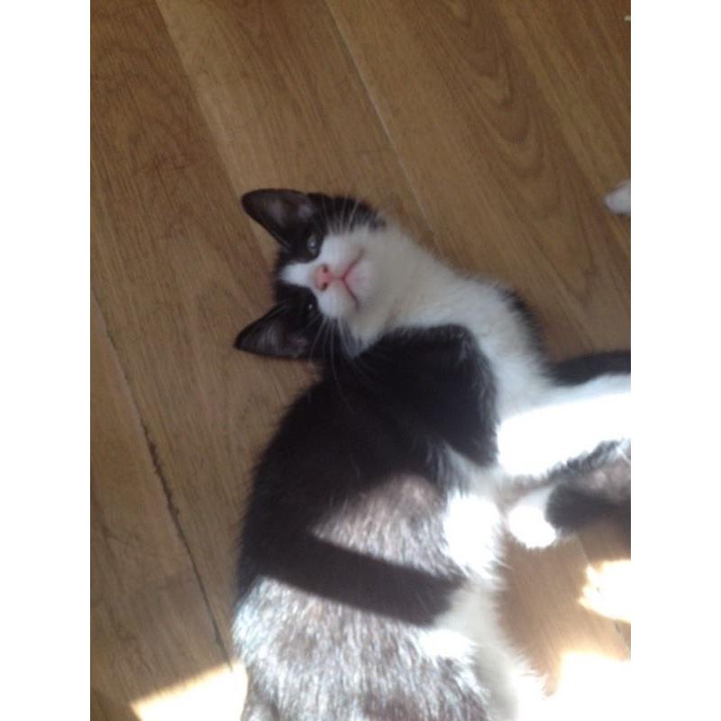 Black and White Male Kittens