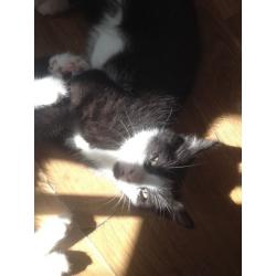 Black and White Male Kittens
