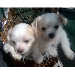small fluffy Chihuahua cavalier puppies