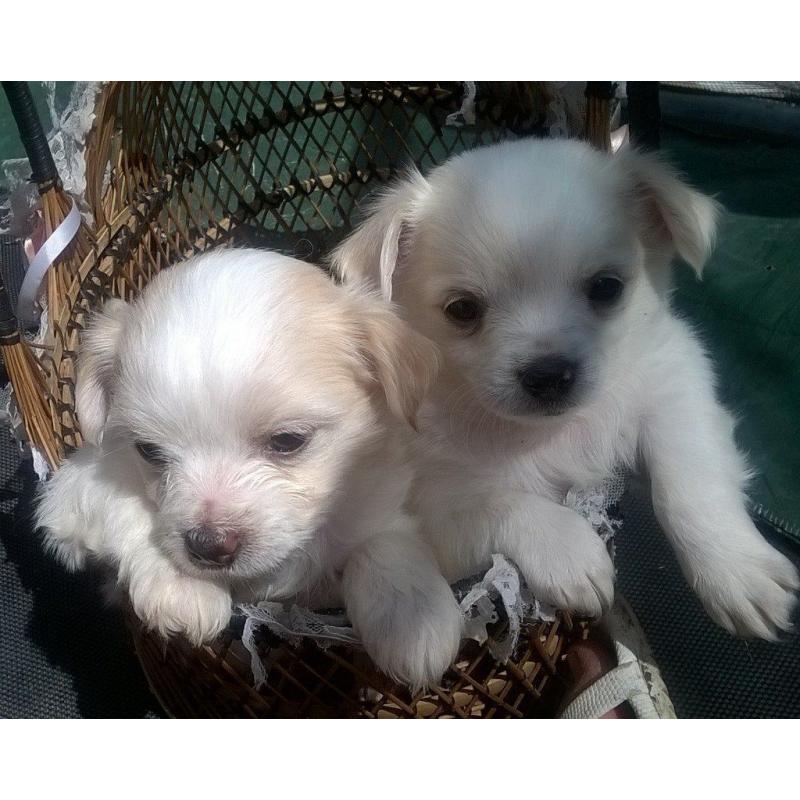 small fluffy Chihuahua cavalier puppies