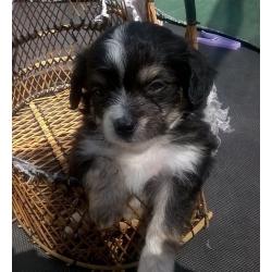 small fluffy Chihuahua cavalier puppies