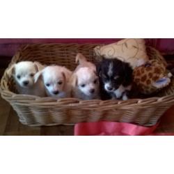 small fluffy Chihuahua cavalier puppies