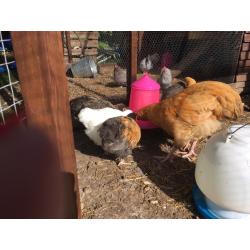 Large fowl Orpington chicks