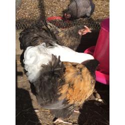 Large fowl Orpington chicks