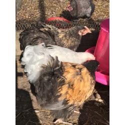 Large fowl Orpington chicks