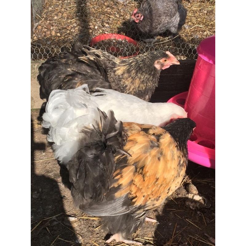 Large fowl Orpington chicks