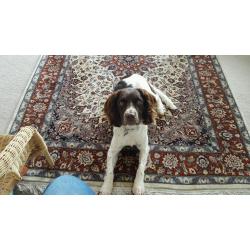 Springer spaniel bitch kc rgstd